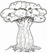 Baobab Tree Coloring African Pages Trees Drawings Printable Crafts Template Safari Kenya Mural Lion Outline Coloriage Et Sketch Roi Spectacle sketch template