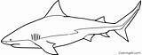 Shark Bull Coloring Pages sketch template