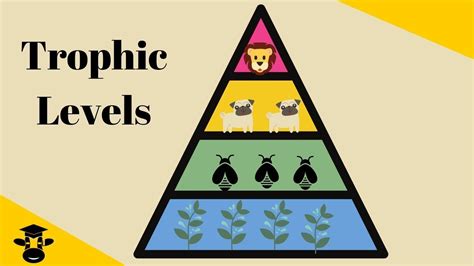 trophic level pyramid trophic level energy pyramid science
