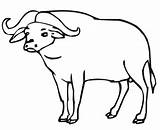 Buffalo Coloring African Cape Pages Printable Clipart Color sketch template