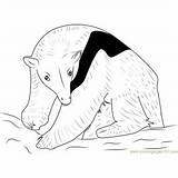 Anteater Coloring Pages Tamandua Northern Coloringpages101 sketch template