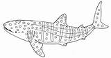 Shark Whale Clipart Basking Coloring Clipground 396px 39kb sketch template