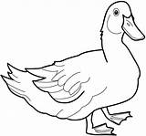 Embroidery Patterns Duck sketch template