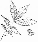 Pecan Drawing Tree Plant Leaf Easy Getdrawings sketch template