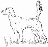 Setter Coloring Pages Irish Dog English Drawing Printable Print Dogs Paper Book sketch template