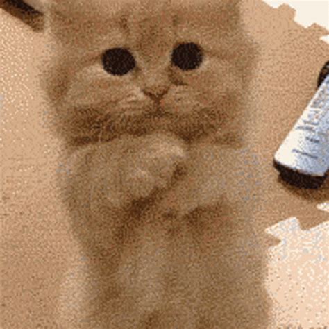 cute cat gif cutecat discover share gifs images