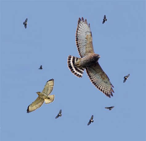 stokes birding blog broad winged hawk migration  started