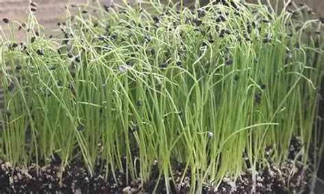 grow onion microgreens fast  easy epic gardening
