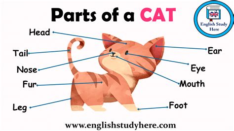 parts   cat vocabulary english study