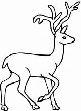 Coloring Pages Clipart Buck Drawing Animals Forest Doe Deer Deciduous sketch template