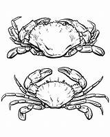 Crab Drawing Outline Vector Line Seafood Sketch Illustration Tattoo Blue Dungeness Hand Etsy Label Drawings Food Menu Off Turtle Crabs sketch template