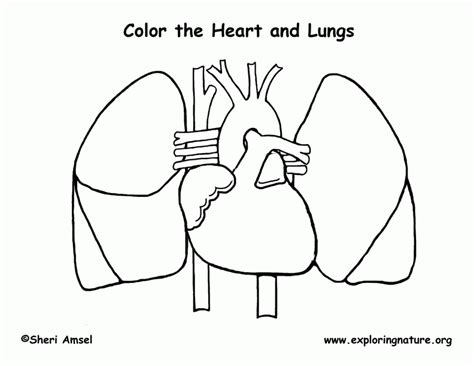 heart anatomy coloring