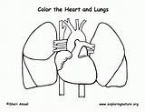 Heart Coloring Pages Human Anatomy Lungs Color Outline Library Clipart sketch template