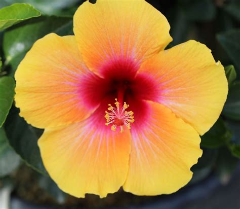 social butterfly™ hollywood™ hibiscus tropical hibiscus meet the