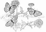 Coloring Butterfly Pages Kids Colouring Difficult Purplekittyyarns Adult sketch template