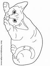 Coloring Cat Poezen Kleurplaat Kleurplaten Katzen Gatos Katten Honden Dibujos Schattige Dessiner Felidos Broderie Papier Downloaden Uitprinten Apprendre Essayer Tekening sketch template