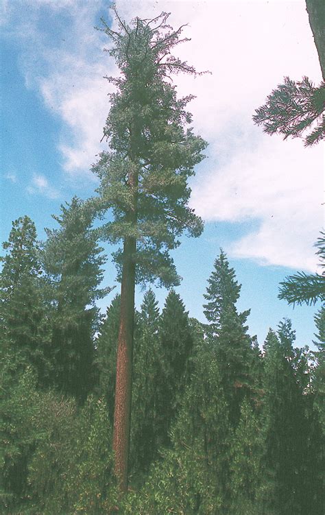 calphotos pinus lambertiana sugar pine