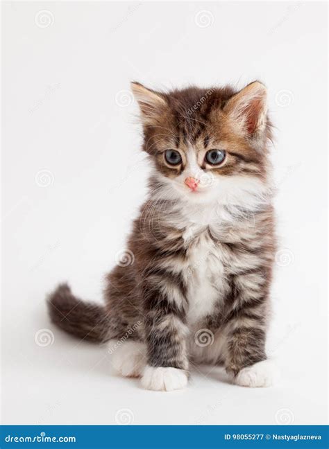 fluffy brown kitten stock image image  feline