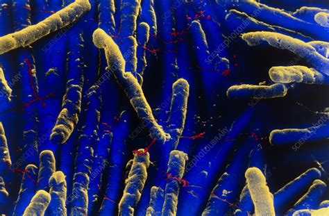 clostridioides difficile bacteria stock image  science photo library