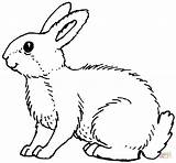 Coloring Pages Bunny Real sketch template