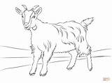 Goat Cute Coloring Pages Getdrawings sketch template