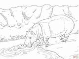 Hippo Coloring Water Baby Mother Pages Drawing Hippopotamus Skip Main sketch template