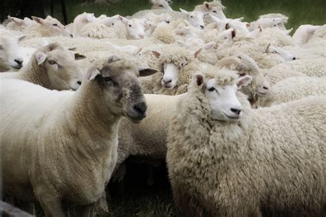 ford family  sheep herding morelea sheep farm  zealand