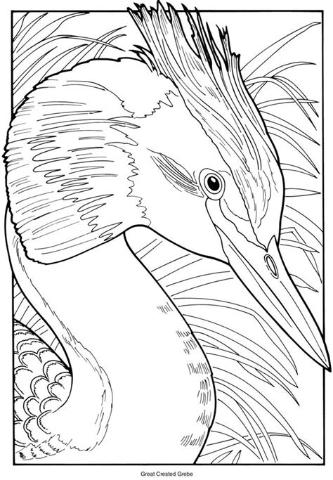 dover publications bird coloring pages dover coloring