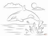 Whale Orca Orque Ausmalen Orka Springt Wale Shamu Killer Ausmalbild Wal Killerwal Niedlicher Whales Supercoloring Balena Malen Saute Hors Jumping sketch template