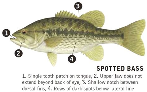 Differences Between Largemouth And Spotted Bass The Custom