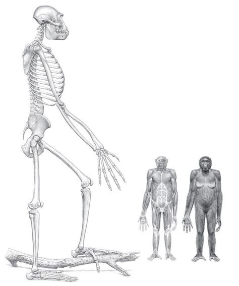 displaying o9 matternes ardipithecus human bones human ancestor