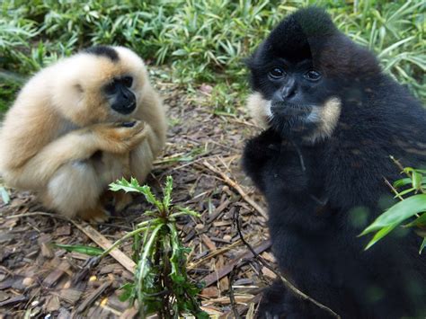 scientists decipher the secrets of gibbon speech the independent