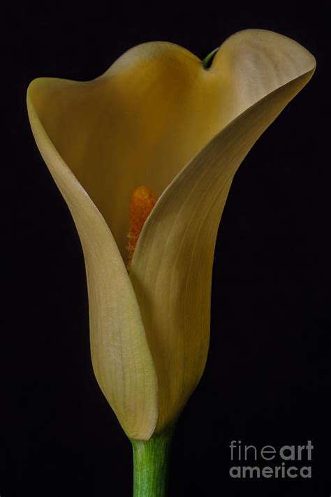 Yellow Calla Lily Photograph By Mitch Shindelbower