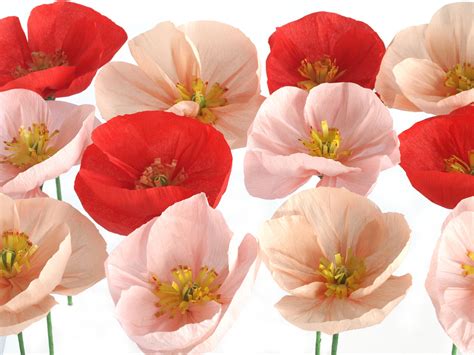 colourful crepe paper poppies hand   order paper poppies paper