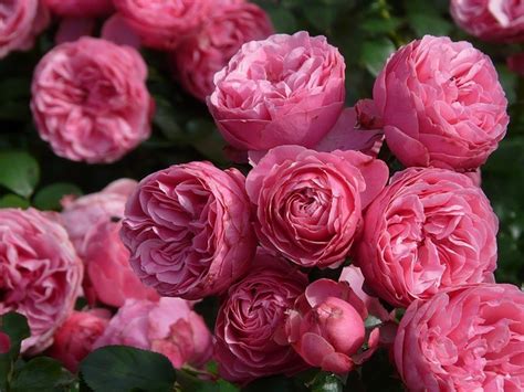 top  fragrant roses gardenpicsandtipscom