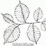 Coloring Foliage Elm Rowan Leaf sketch template