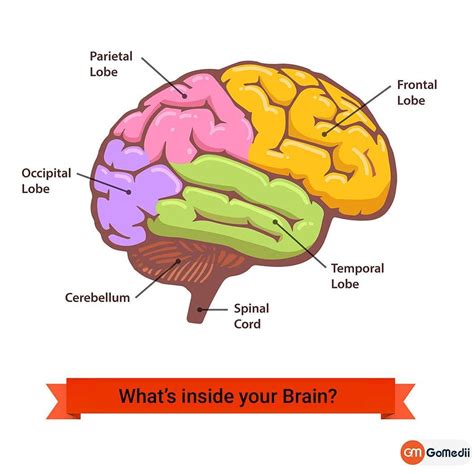 diagram shows   main parts   brain