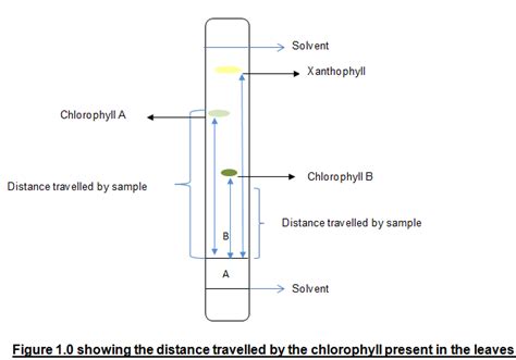 chromatogram showing  separation    chlorophylls present  green