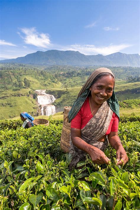 sri lanka  hill country nuwara eliya tea plantation woman picking tea del colaborador
