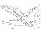 Falcon Coloring Pages Print Color Kids sketch template
