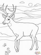 Coloring Hunting Deer Hunter Sheets Pages Printable Kids Library Clipart Bow Tailed Popular Template sketch template