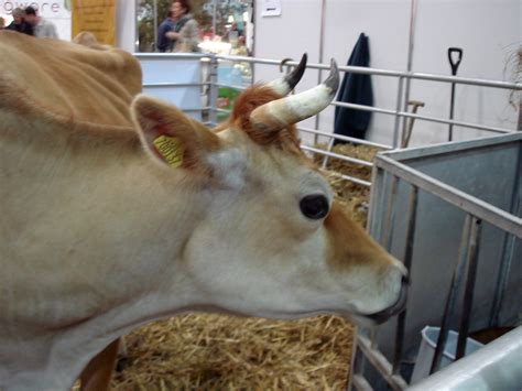 cow with comical horns at the real food festival two