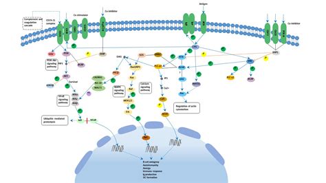cell receptor signaling pathway cusabio