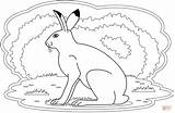Coloring Hare Pages sketch template