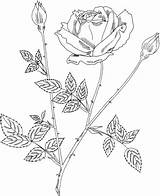 Rose Coloring Bush Pages Realistic Drawing Mister Lincoln Hybrid Tea Roses Intricate Drawn Line Supercoloring Printable Flowers Paper sketch template