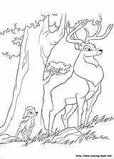 Bambi Disegni Colorare Pere Observent Malvorlagen Admiratif Pianetabambini Gratuit sketch template