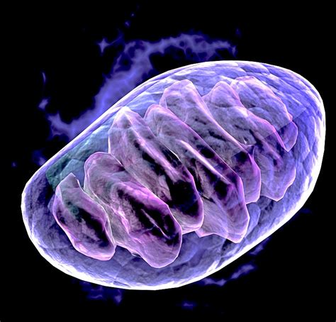 mighty mitochondria aquanew