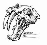 Skull Sabertooth Template sketch template