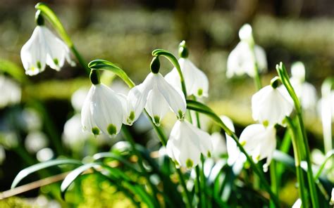 snowdrops background hot sex picture