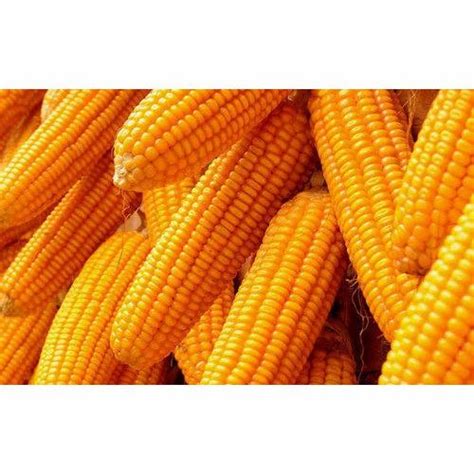 yellow corn  rs kilogram yellow corn  bhagalpur id
